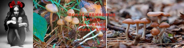 ПСИЛОЦИБИНОВЫЕ ГРИБЫ Алексин
