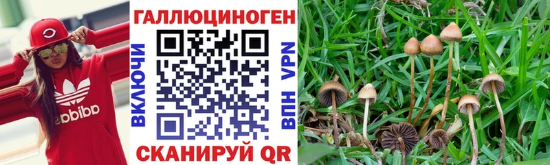 Галлюциногенные грибы Cubensis  Судогда 